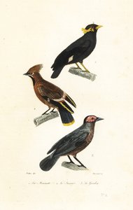 Heuvelmynah, pestvogel en coleto