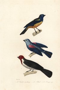 Turkoois tangare, blauwgrijze tangare en roodkapkardinaal