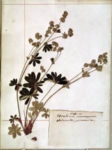 Alchemilla, uit een herbarium (gedroogde bloemen) door Jean Jacques Rousseau