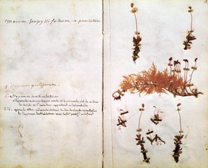 Pagina 15 uit een Herbarium door Jean Jacques Rousseau