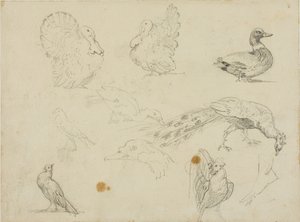 Schetsen van vogels door Jean Louis André Théodore Géricault