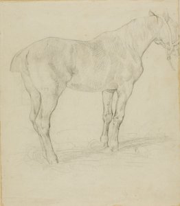Staand Paard