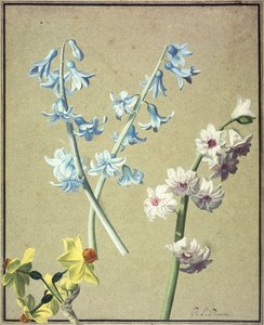 Een Blauwe en een Lavendel Hyacint, en een Gele Narcis, ca. 1805