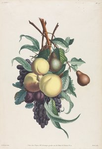 Collection des fleurs et des fruits: Takken van rousselet, perzik, pruim en druif door Jean Louis Prevost