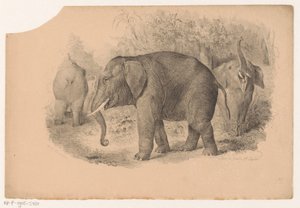 Indische olifanten