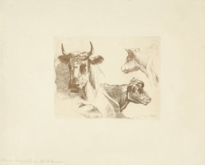 Drie koeienkoppen