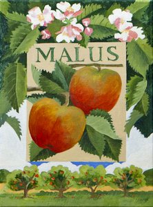 Malus (appel), 2014 (acryl op doek)