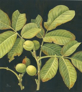 Groene walnoot