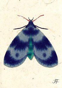 Indigo mot, 2024 (aquarel op papier)