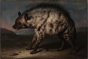 De Hyena in de menagerie bij Frederiksberg Slot door Jens Juel