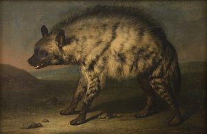 De Hyena in de menagerie bij Frederiksberg Slot door Jens Juel