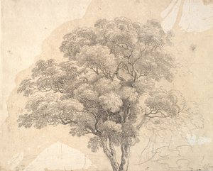 Studie van boomkroon door Jens Juel