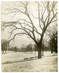 Boston Common & kikkerpoel, bij boom, Boston, VS door Jessie Tarbox Beals