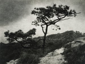 Beroemde Torrey Pines