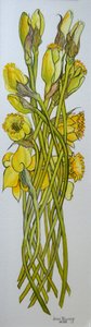 Narcissen