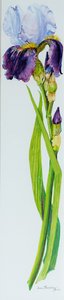 Iris met drie knoppen door Joan Thewsey