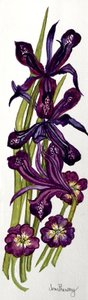 Iris en Primula door Joan Thewsey