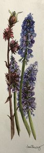 Muscari en Viburnum bodnantense door Joan Thewsey