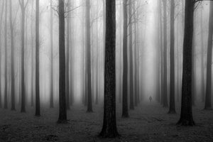 Het mysterieuze mistige bos door Jochen Bongaerts