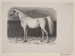 Een paard door Johan Frederik Rosenstand