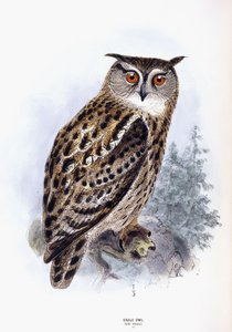 Oehoe