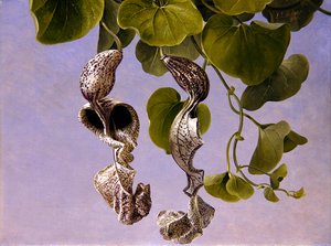 Osterluzei bloemen (Aristolochia Cymbifera)