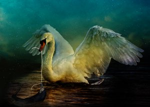 Vogel Koninkrijk 6