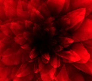 Rode bloem door Johan Lilja