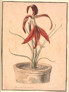 Bloeiende Amaryllis