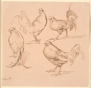 Vier studies van hanen