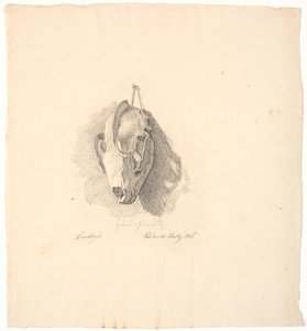 Hondenschedel door Johan Thomas Lundbye