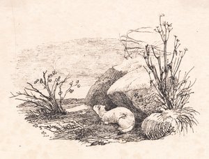Hermelijn