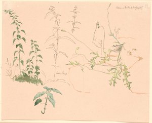 Plantenstudies