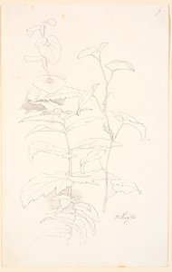 Plantenstudies, waaronder van haagwinde door Johan Thomas Lundbye
