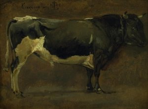Zwartbonte Stier