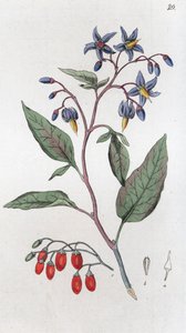 Bitterzoet Solanum dulcamara door Johan Wilhelm Palmstruch