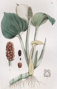 Moerasaronskelk (Calla palustris)