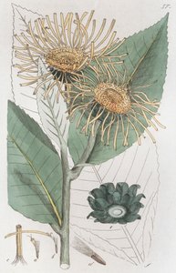 Alant Inula helenium, 1804-1811