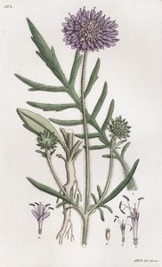 Veldscabiosa Knautia arvensis door Johan Wilhelm Palmstruch