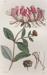 Kamperfoelie Lonicera periclymenum