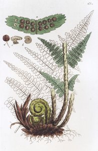 Mannetjesvaren Dryopteris filix-mas, 1804-1811 door Johan Wilhelm Palmstruch