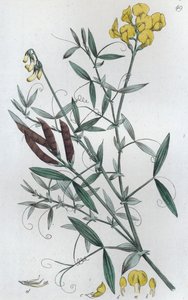 Veldlathyrus Lathyrus pratensis, 1804-1811 door Johan Wilhelm Palmstruch
