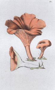 Merulius cantharellus door Johan Wilhelm Palmstruch