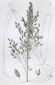 Rietzoetgras Poa aquatica, 1804-1811