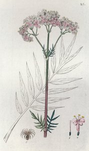 Valeriaan Valeriana officinalis