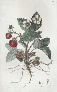 Wilde aardbei Fragaria vesca
