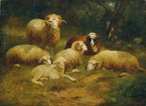 Schapen