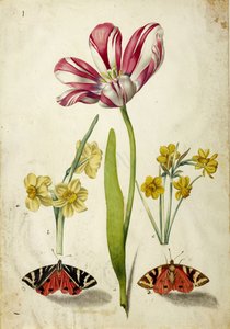 Tulp, Narcis en Vlinders, ca. 1660