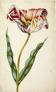 Tulp