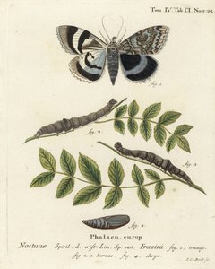 Blauwe ondervleugel mot of Clifden nonpareil, Catocala fraxini. Handgekleurde kopergravure door Johann Carl Bock door Johann Carl Bock